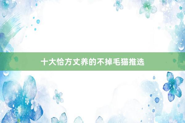 十大恰方丈养的不掉毛猫推选